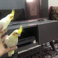 جفت عروس هلندی لوتینو زعفرونی چلندونی دستی