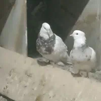 کبوتر یا کفتر طوقی سبز شازده سرور پرشی نقشی|پرنده|پیر بکران, |دیوار