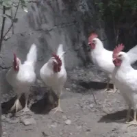 خروس ماشینی