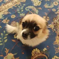 پامر شیواوا