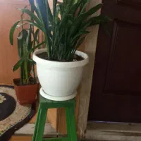 گل و گیاه طبیعی