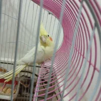 عروس هلندی با قفس|پرنده|تاکستان, |دیوار