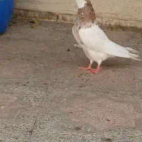 طوق