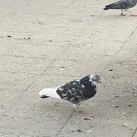 کفتر کبوتر سرور