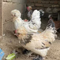 تخم نطفه دار پاکوتاه