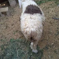 فروش بره نر نژاد شیرازی سر حال و درجه یک|حیوانات مزرعه|نیریز, |دیوار