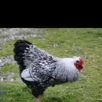 تخم نطفه دار ویاندوت سیلور|حیوانات مزرعه|خمینی‌شهر, |دیوار