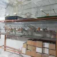 قناری پرنده سرای چکاوک|پرنده|خوی, |دیوار