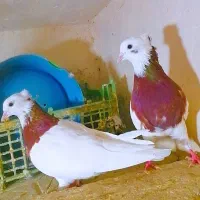 طوقی هفترنگ کاکلی کفتر