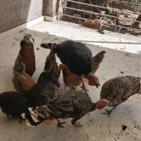 ۴عددبوقلمون یه نردوساله دوتاماده ویه جوجه ۶ماهه|حیوانات مزرعه|مشهد, کلاته برفی|دیوار