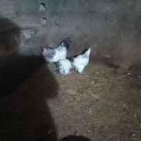 مرغ وخروس|حیوانات مزرعه|مرند, |دیوار