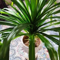 گلدان پاندانوس