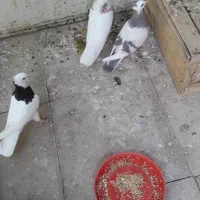کبوتر نا کاکل طوقی