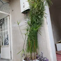 گیاه وگل نخل مرداب زیبا و بلند حدود دو متر