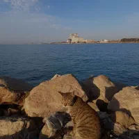 هم خونه میشم