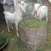 کره پاکستانی