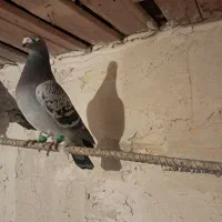 کفتر|پرنده|بوئین زهرا, |دیوار