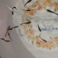 ماهی گوپی با بهترین قمیت