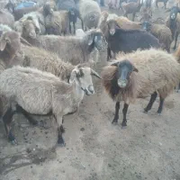 میش بابره و ابستن