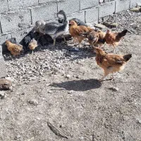 جوجه|حیوانات مزرعه|کرمانشاه, |دیوار