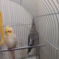 عروس‌هلندی|پرنده|سهند, |دیوار