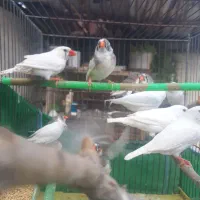 تعدادی فنج