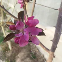 فیش حج تمتع