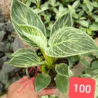 گل گُشَسْب بار جدید رسید به توضیحات مراجعه کنید|گل و گیاه طبیعی|اصفهان, باغ فدک|دیوار