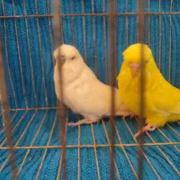 جفت مرغ عشق انگلیسی ۲۰۲۳