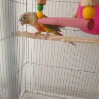 گرینچیک آناناسی