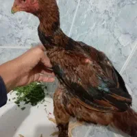 خروس لاری اصل