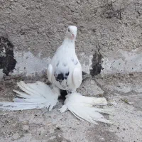 کبوتر ۳ عدد|پرنده|خسروشاه, |دیوار