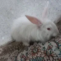 خرگوش|موش و خرگوش|بروجرد, |دیوار