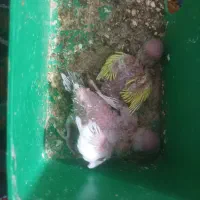 جوجه سرلاکی مرغ عشق ۳ عدد و عروس هلندی نر|پرنده|ماهدشت, |دیوار