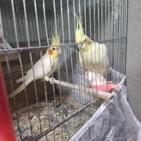 جفت عروس هلندی مولد|پرنده|قائمشهر, |دیوار