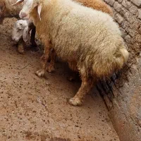 گوسفند چاق