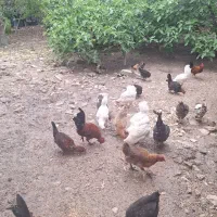 مرغ و خروس و تخم مرغ