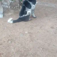 سگ قدرجونی اصل|سگ|صحنه, |دیوار