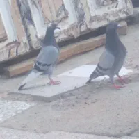 کبوتر مسافتی فوری
