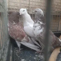 سه عدد کبوتر یکجا|پرنده|تهران, پرستار|دیوار