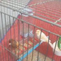 فروش دو عدد قناری نر ماده