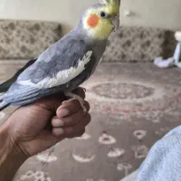 یک جفت عروس هلندی مولدوسالم|پرنده|نورآباد, |دیوار