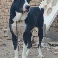 سگ نر وماده خراسانی نگهبان