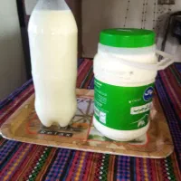 شیر محلی کیلوی 38 تومن دوغ محلی لاکی 25|خوردنی و آشامیدنی|گلوگاه بابل (گلیا), |دیوار