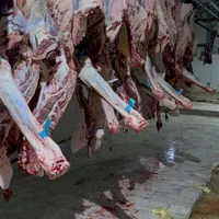 گوشت شتر مغز کوهان شیر ارگانیک شتر|خدمات پذیرایی، مراسم|رباط‌کریم, منجیل آباد|دیوار