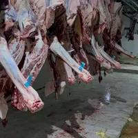 گوشت شتر مغز کوهان شیر ارگانیک شتر|خدمات پذیرایی، مراسم|رباط‌کریم, |دیوار