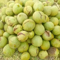 گردو کاغذی با مغز سفید