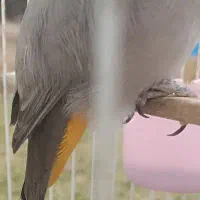 دوعدد قناری فول دستی نر