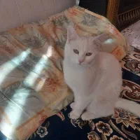 دوتا گربه پرشین کلاسیک