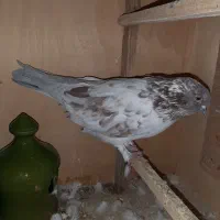 کبوتر قاره نر و ماده گرگی|پرنده|رودهن, |دیوار
